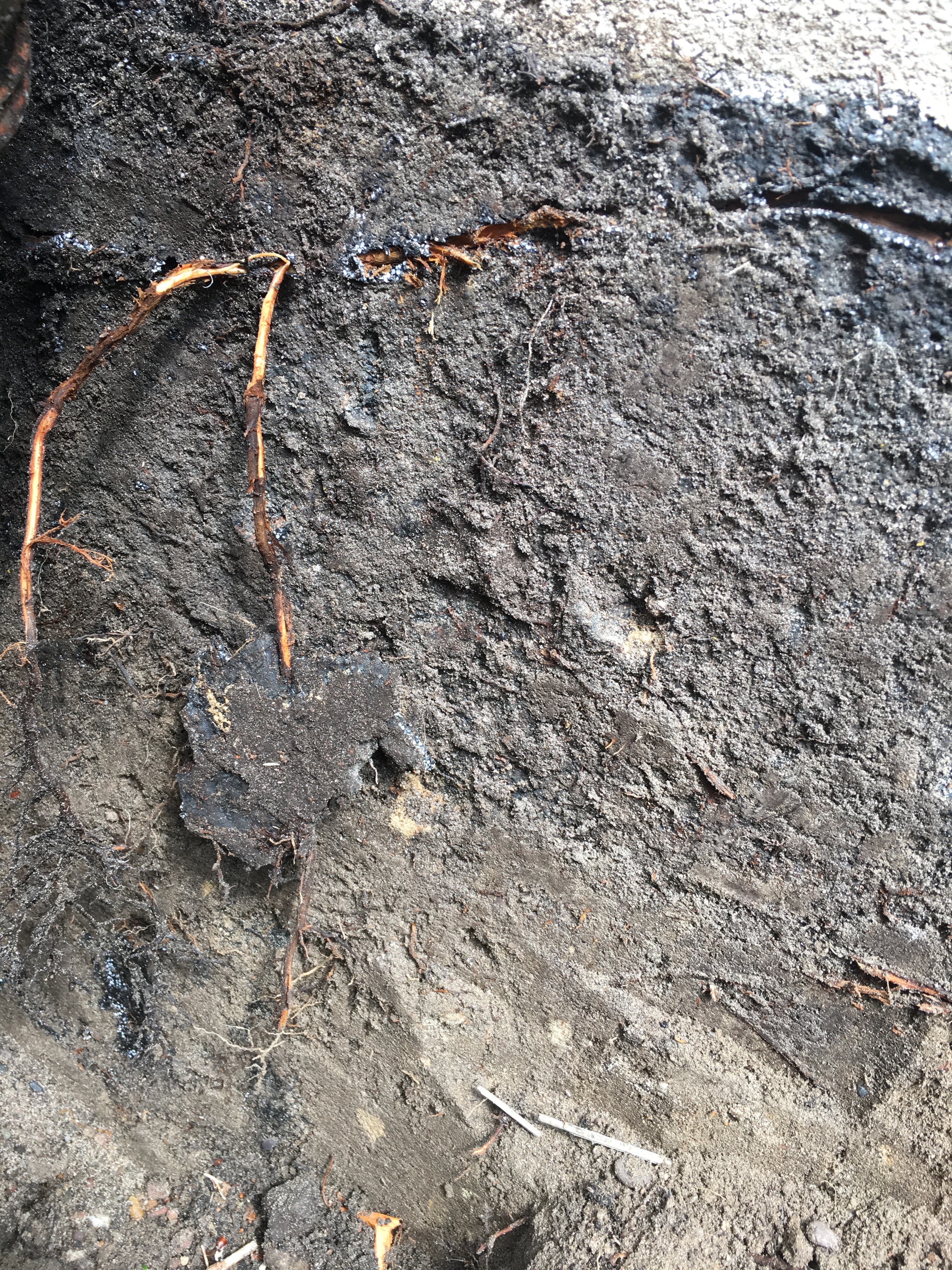 Durchwurzelte Außenabdichtung im erdberührten Wandbereich eines Kellers