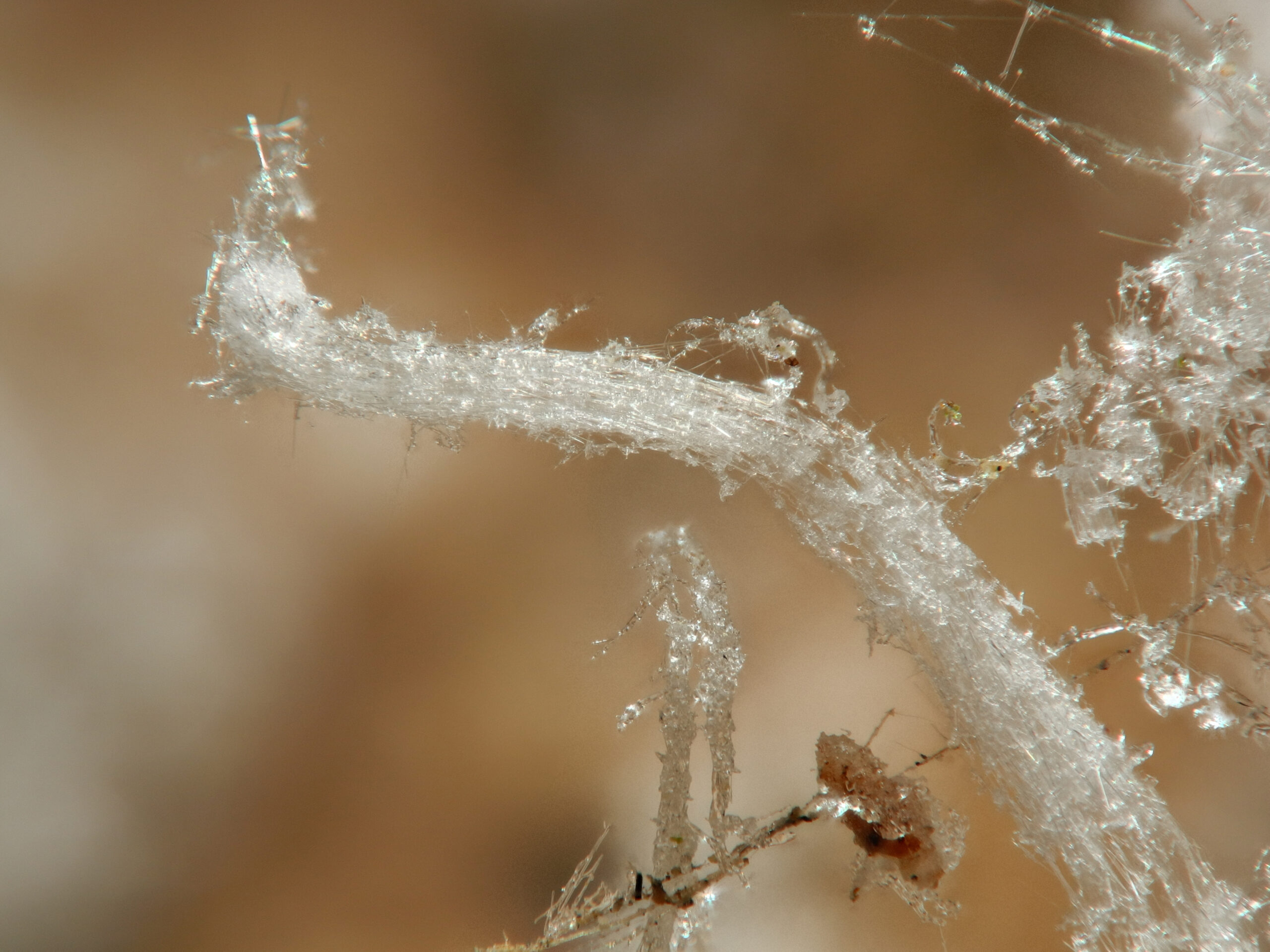 Gefahren durch Salpeter -Ausblühungen als Nahaufnahme – kristalline Salzablagerungen durch Feuchtigkeit im Mauerwerk