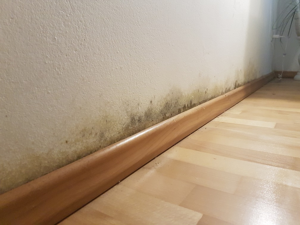 Schimmel an der Fußleiste – typischer Befall durch Feuchtigkeit