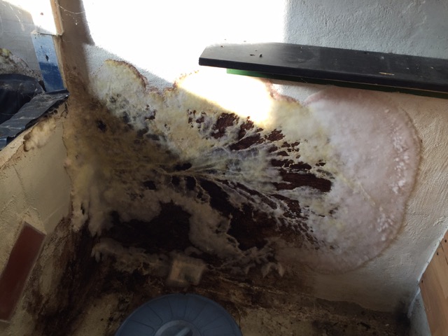 Starker Schimmelbefall in einem alten Waschraum – entstanden durch langjährige Feuchtigkeit
